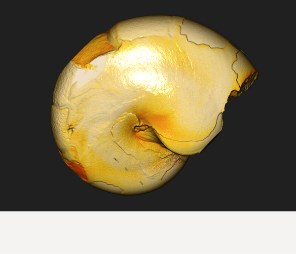 Colored 3D volume reconstruction of Ammonite fossil