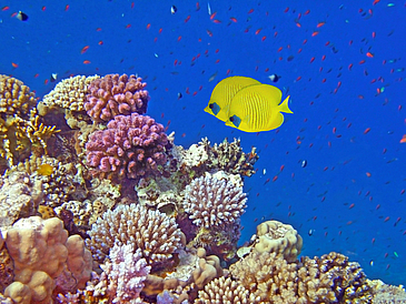 A yellow fish swimming in a coral reef