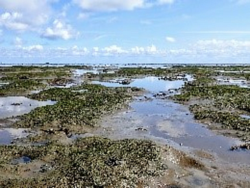 Die invasive Alge Vaucheria breitet sich im Wattenmeer bei Sylt aus.
