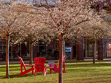 Bild mit blühenden Kirschbäumen und roten Stühlen auf dem Campus