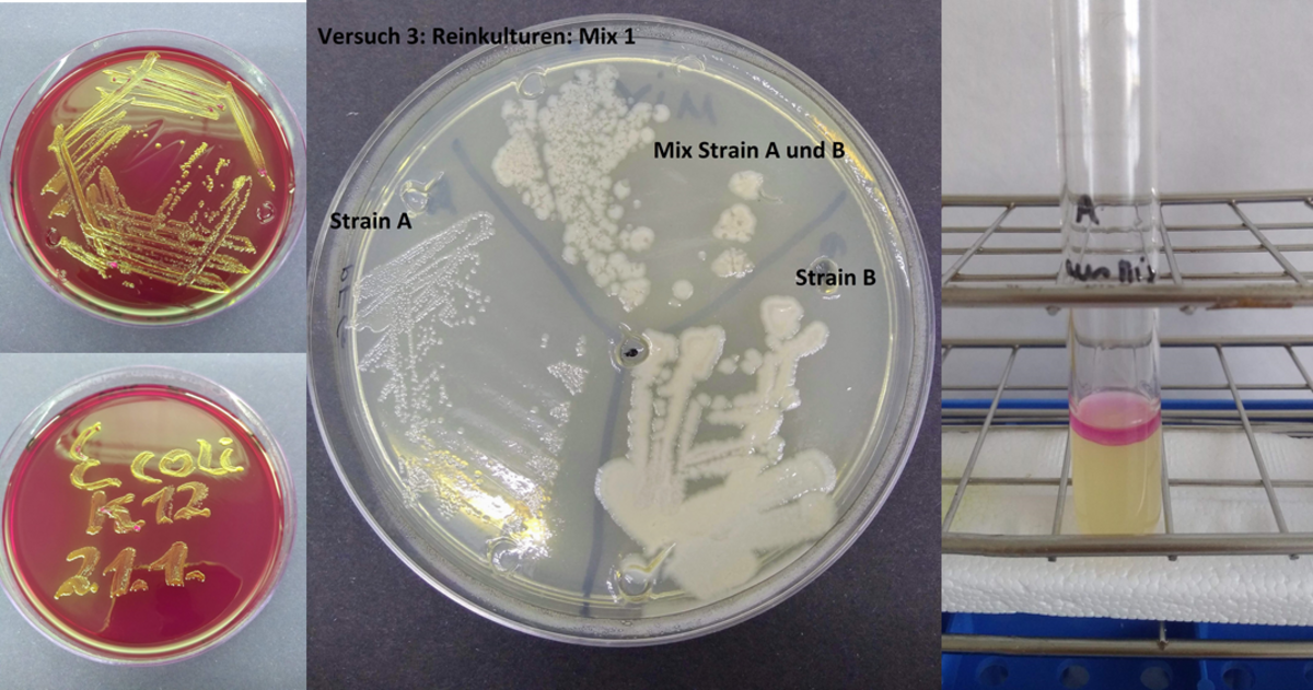 Fascinating_world_of_microbes_II