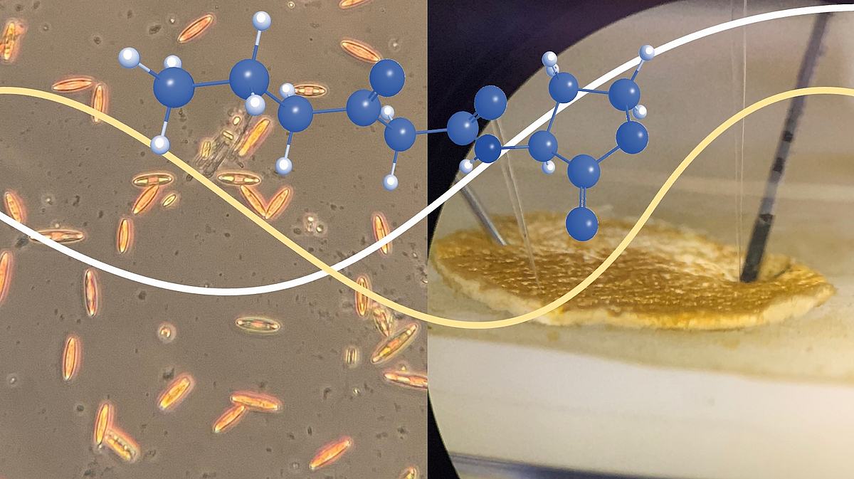 Benthische Diatomeen unter dem Mikroskop (links) und als Biofilm auf einer Membran zur Messung von pH-Wert und Sauerstoff mit Mikroelektroden aus Glas (rechts), überlagert von einem zentralen Kommunikationsmolekül.
