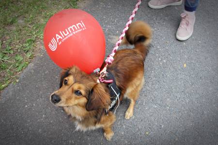 Hund mit Luftballon des Alumni-Vereins