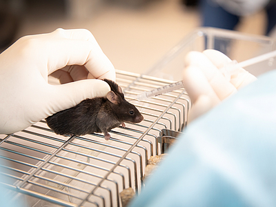 A mouse is administered the drug with a syringe.