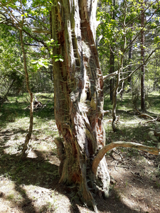 Ancient tree full of spider webs Öland 2018