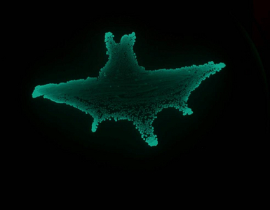Artist work using bioluminescent bacteria and let it look like a fluorescent bat.