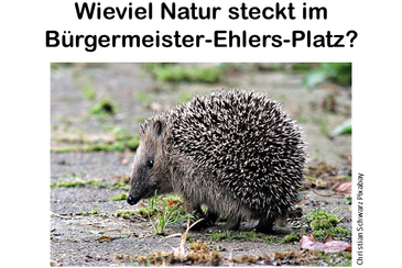 Flyer: Wieviel Natur steckt im Bürgermeister-Ehlers-Platz?