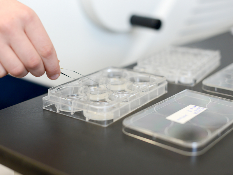 Ein Behälter mit Petrischalen auf einem Labortisch.