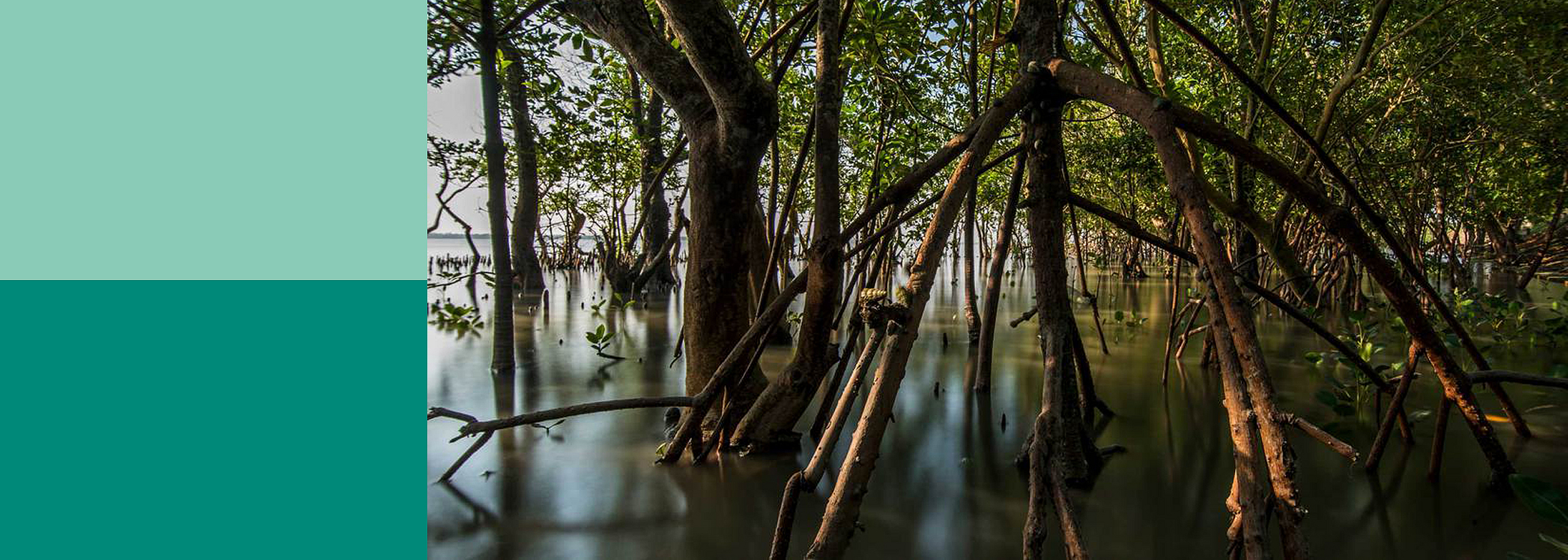 Mangroven stehen im Wasser