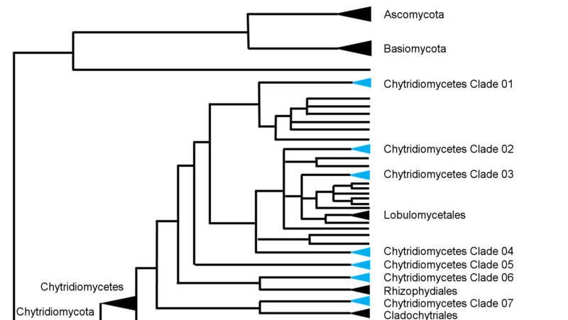 Phylogenetic trees are used to taxonomically classify unknown fungal species and to identify and explore evolutionary developments within fungi.