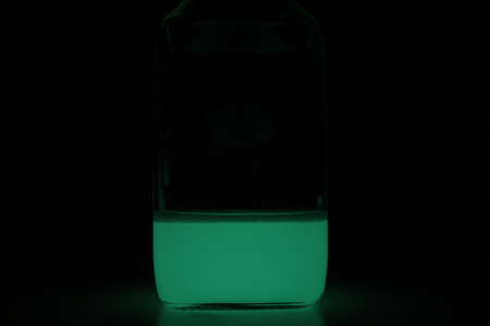 Bioluminescent bacteria in culture vessel