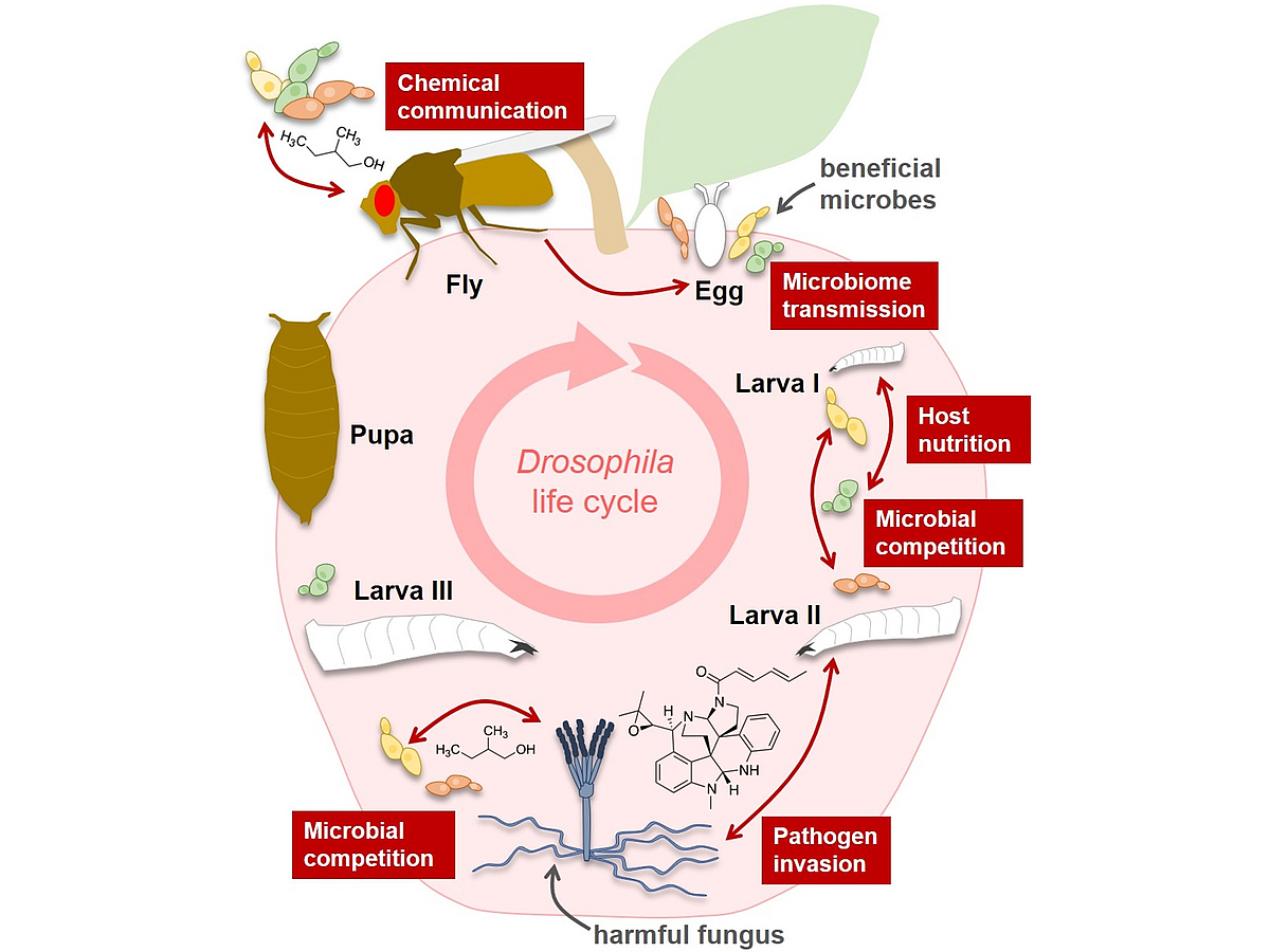 Mini-ecosystem. Drosophila-microbe interactions comprise complex reciprocal adaptations and “chemical warfare"