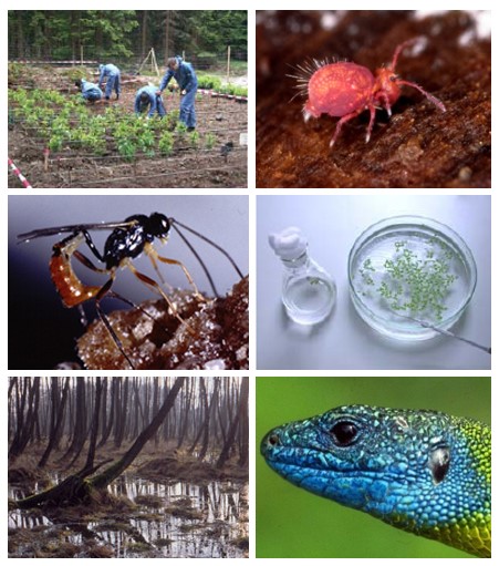 A photo collage provides different research approaches in Ecology.
