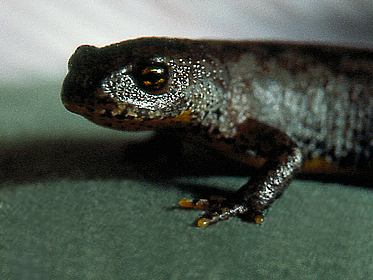 Filmstill zeigt Echse