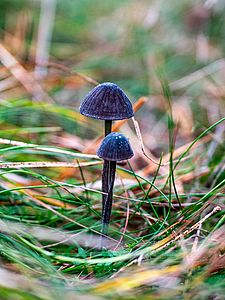 The picture shows two black fungi on green forest floor.