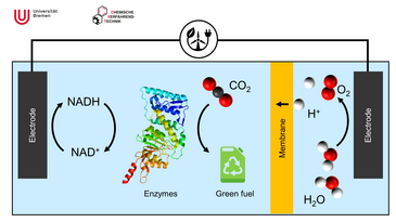 Elektrochemische Zelle für den Reaktionskreislauf zwischen Enzymen, CO2 Reducktion und NADH Regeneration