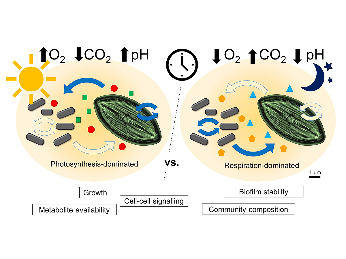 The main hypothesis of DIALMOD is that the shifts in abiotic conditions (pH, oxygen) due to differences in photosynthesis during day and night affect the activity and processes of diatoms and bacteria and thereby act like a clock for the community.