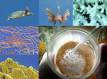 Bildcollage mit Meerestieren und Korallen