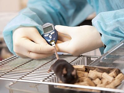 Blood glucose measurements are taken from a mouse.