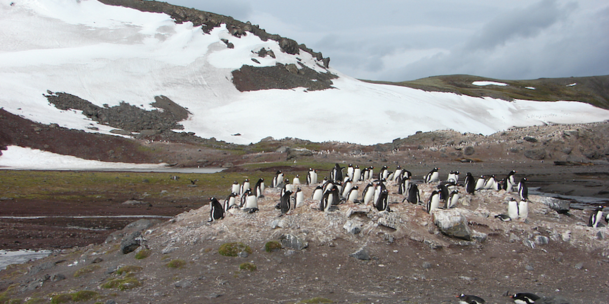 A group of gentoo penguins nesting on King George Island. Mountains can be seen in the background, some of which are covered in ice.