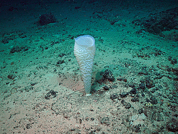 Ein Schwamm im westlichen indischen Ozean, aufgenommen mit ROV MARUM-SQUID an Bord der Expedition SO 306.