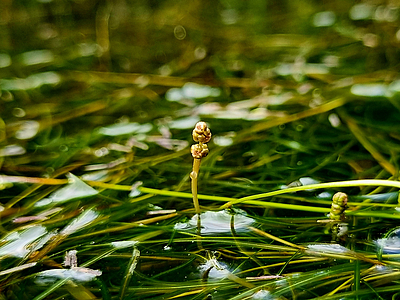 Potamogeton pusillus bluehend
