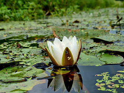 Nymphaea alba bluehend