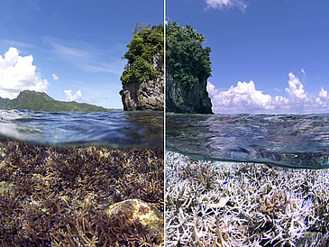 The photo is divided into two parts: The left side shows an intact coral reef with the water surface; the other a bleached one.