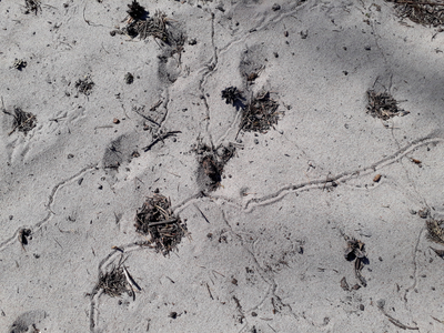 Ant lion tracks and funnels Öland 2018