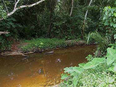 Flussbett in den Tropen