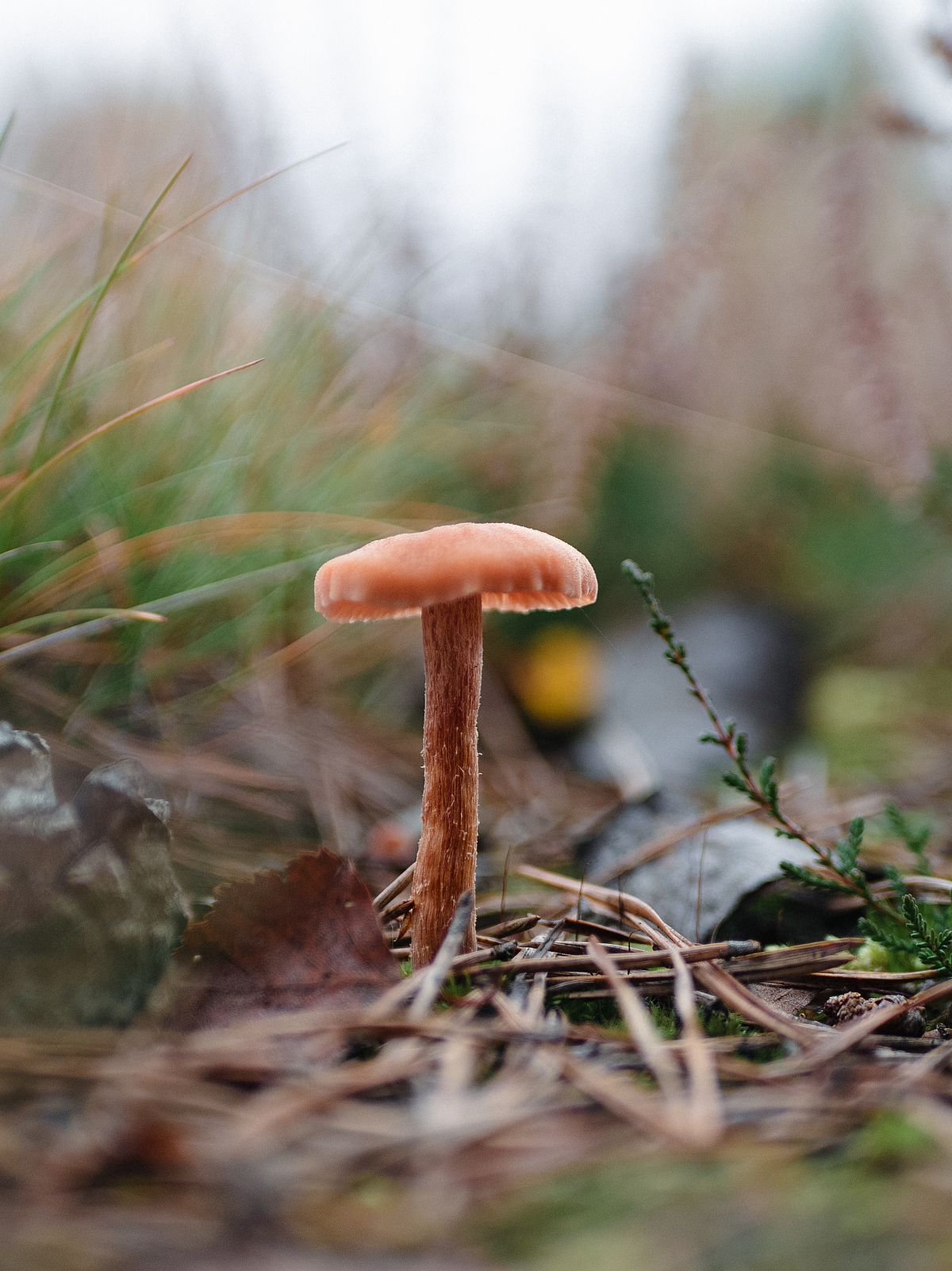 Auf dem Bild ist auf grünem Waldboden ein brauner Pilz zu sehen.
