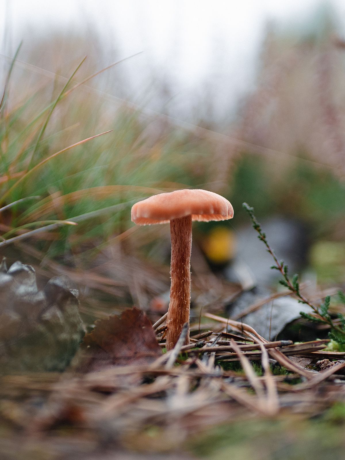 The picture shows a brown fungi on green forest floor.