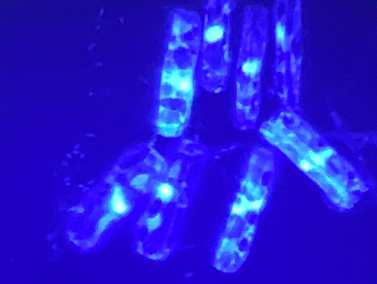 Biofilm of benthic diatoms and bacteria stained with DAPI and visualized under a fluorescence microscope (600-fold magnification).