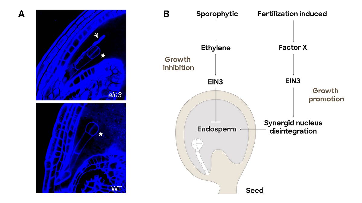EIN3 ist ein Repressor für die Anziehung überzähliger Pollenschläuche und reguliert die Samengröße A) Befruchtete ein3 eil1-Mutanten bilden überzählige Pollenschläuche aus. Pfeilspitze, Pollenschlauch, Sternchen, Embryo. B) Schematisches Modell der doppelten und entgegengesetzten Rolle von EIN3 während des Samenwachstums.