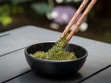 „Grüner Kaviar“: Die Meerestrauben (Caulerpa lentillifera)