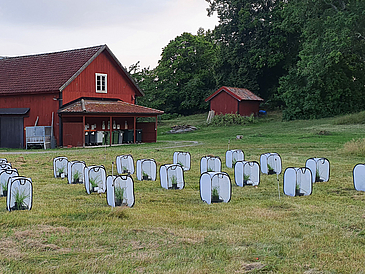 Im Herbst wurden die Raupen in Gehegen an der Forschungsstation Tovetorp der Universität Stockholm aufgezogen.