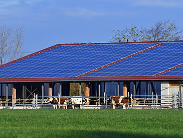 Hof mit Kühen vor dem Haus und Solaranlagen auf dem Dach