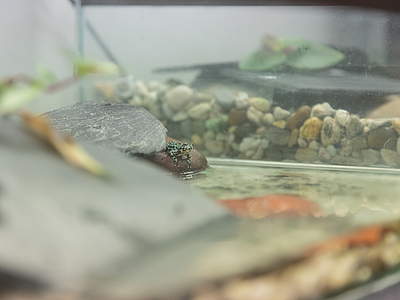 Frog in a terrarium.