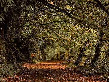 Ein Weg unter Bäumen mit einem dichten Blätterdach im Herbst