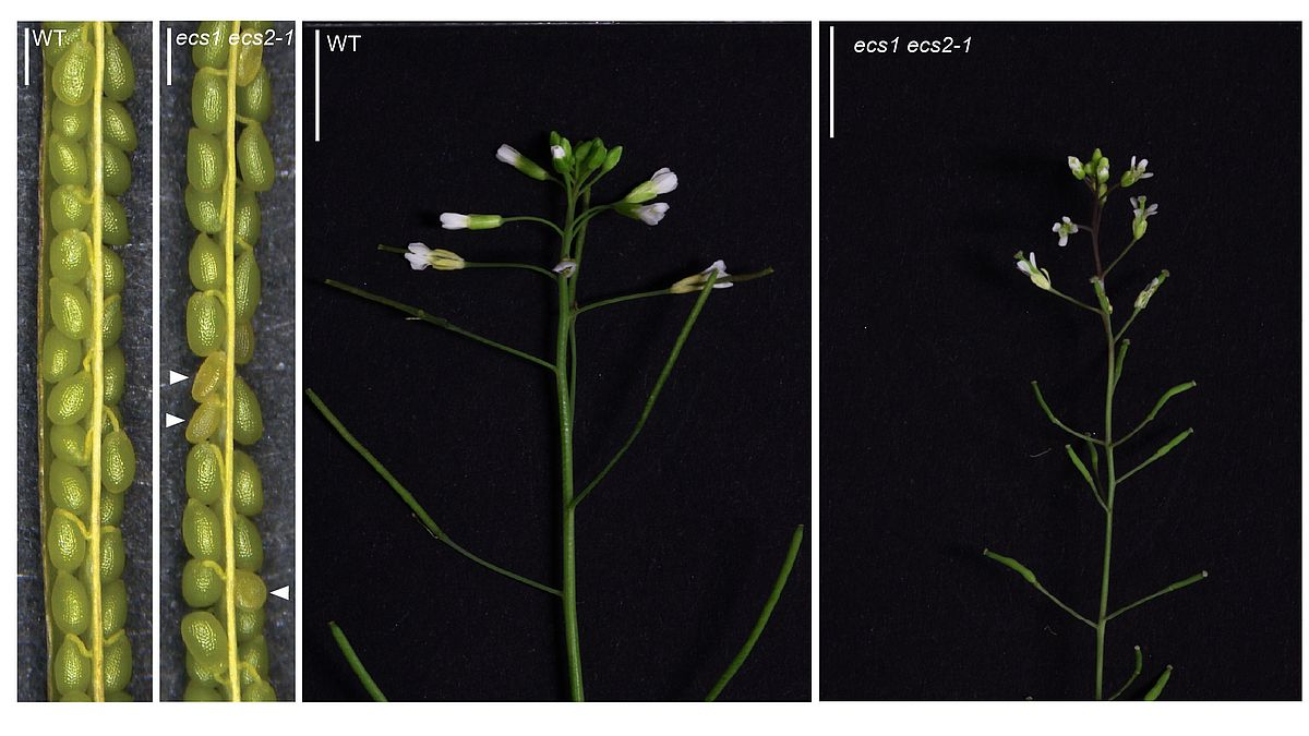 ECS1 und ECS2 regulieren die Polyspermie und unterdrücken die Bildung haploider Pflanzen durch Förderung der Doppelbefruchtung Siliquen von Wildtyp und ecs1 ecs2-Mutanten. Pfeilspitzen zeigen auf abgebrochene Samen. Diploide WT-Pflanze und haploide ecs1 ecs2-Pflanze mit verkürzten Siliquen.