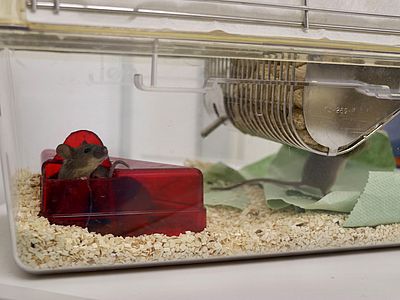 Maus in Kunststoffkäfig