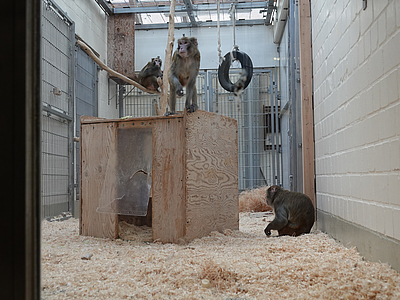 Das Bild zeigt Makaken in ihrem Gehege am Institut für Hirnforschung der Universität Bremen.