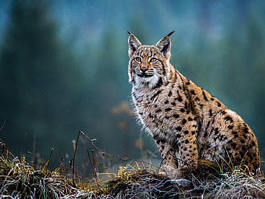Eurasischer Luchs