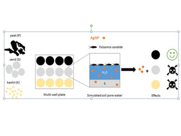 Picture of A new test system for unraveling the effects of soil components on the uptake and toxicity of silver nanoparticles (NM-300K) in simulated pore water