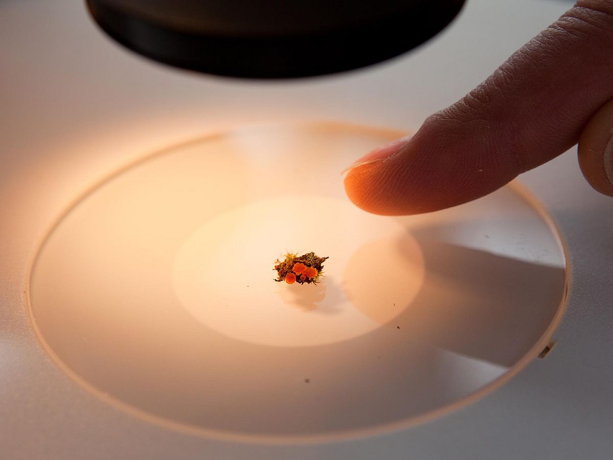 Eine Pflanzenprobe unter der Lampe eines Mikroskops.