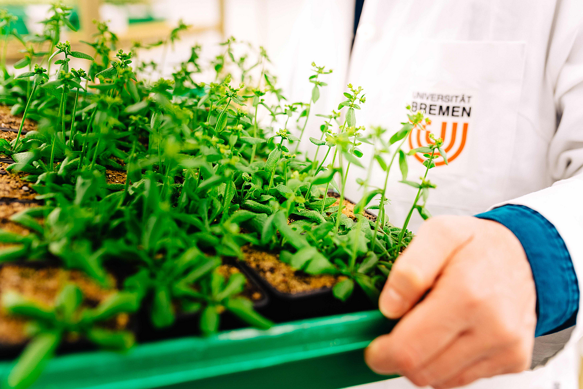 Prof. Rita Groß-Hardt carries a tray of Arabidopsis to be used for a polyspermy experiment.