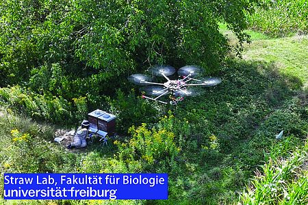 Drohne über Bäumen und Feld von oben