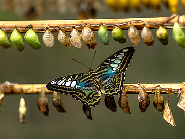 Ein geschlüpfter Schmetterling mit schwarz-weiß-blauen Flügeln und zwei Äste, an denen viele noch verpuppte Schmetterlinge hängen