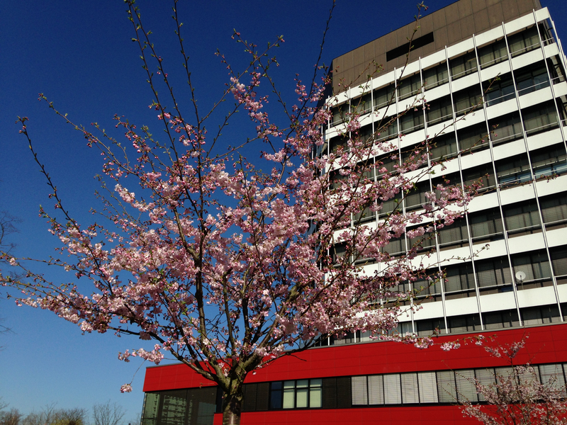 Ein blühender Kirschbaum vor der Fassade des MZH.