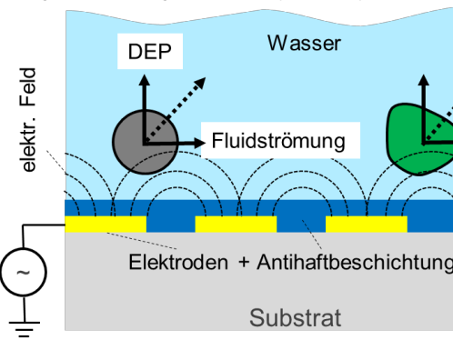 Principle of DEP antifouling